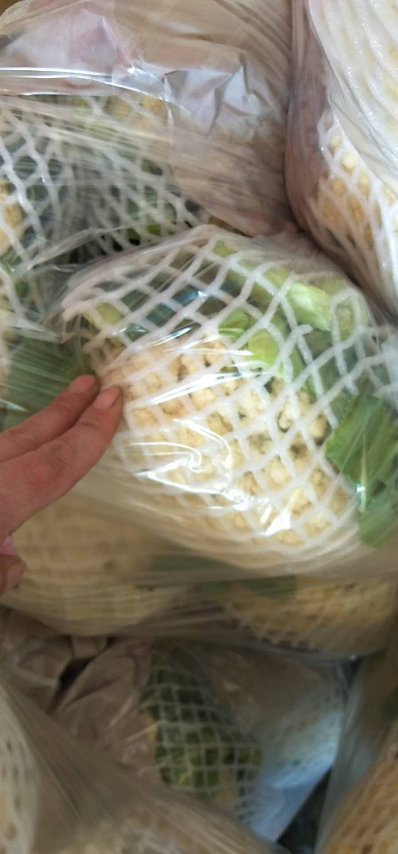 精品有机菜花松菜花花椰菜个头均匀一手货源