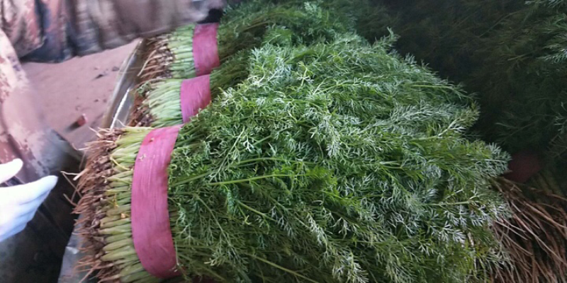 精品茴香苗大量上市高端品质货量大价格优