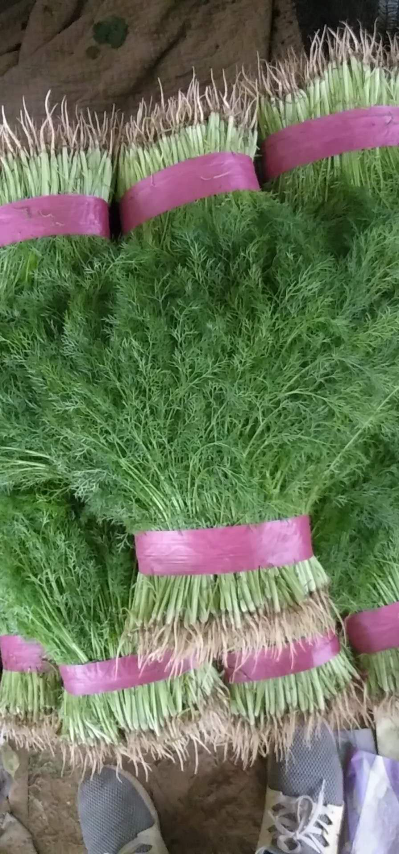 精品茴香苗大量上市高端品质货量大价格优