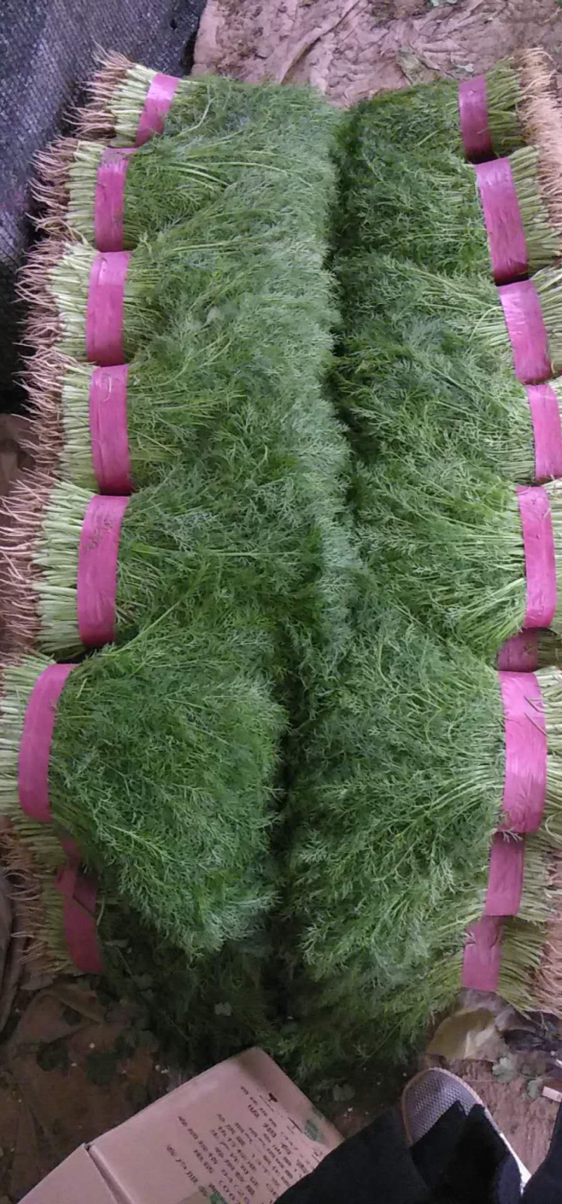 精品茴香苗大量上市高端品质货量大价格优