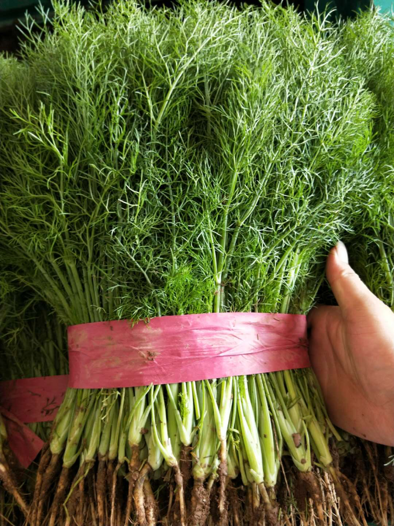 精品茴香苗大量上市高端品质货量大价格优
