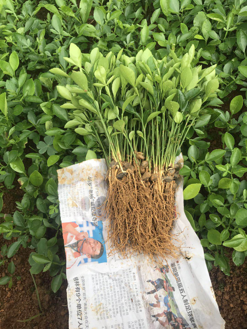 积橙苗自家育苗基地品种纯产量高价格优惠