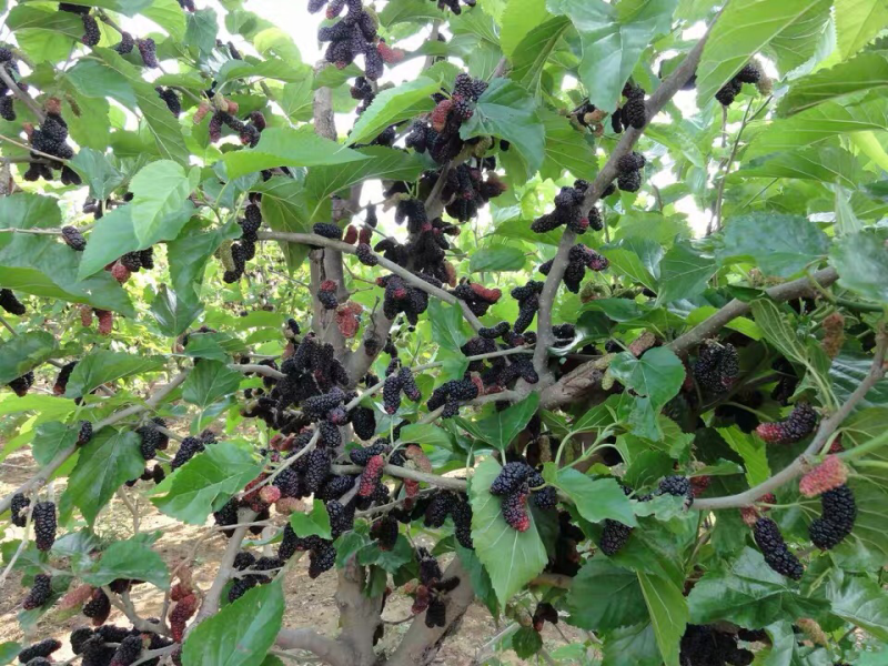 果桑树苗长果桑苗无籽大十黑庭院果树南方种北方种植果桑葚苗