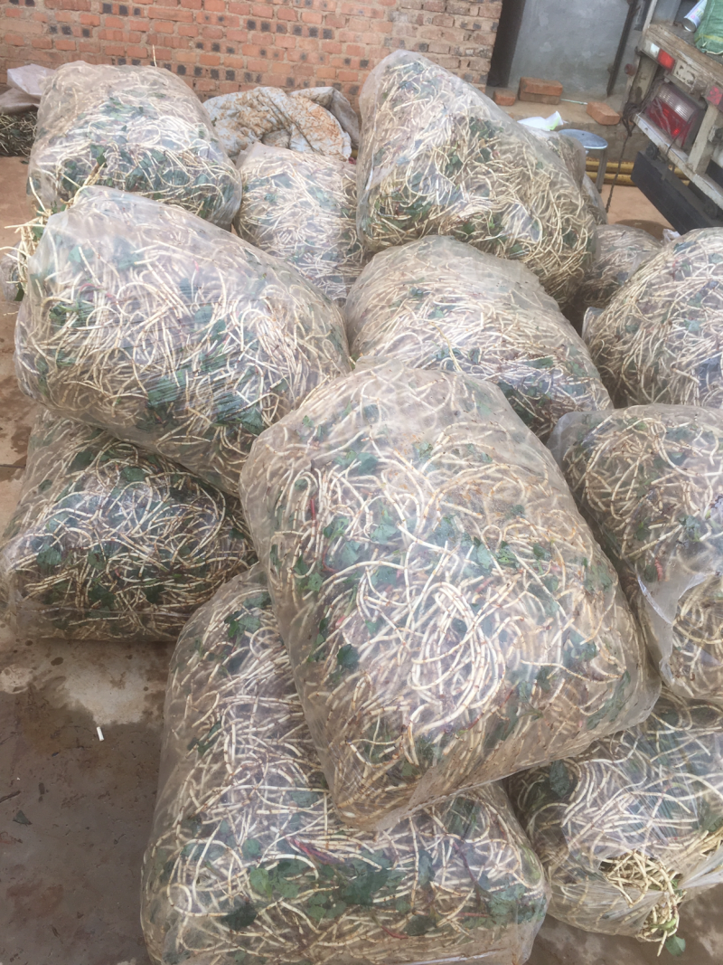 鱼腥草，白，嫩。质量保证，货源充足稳定，可长期和作
