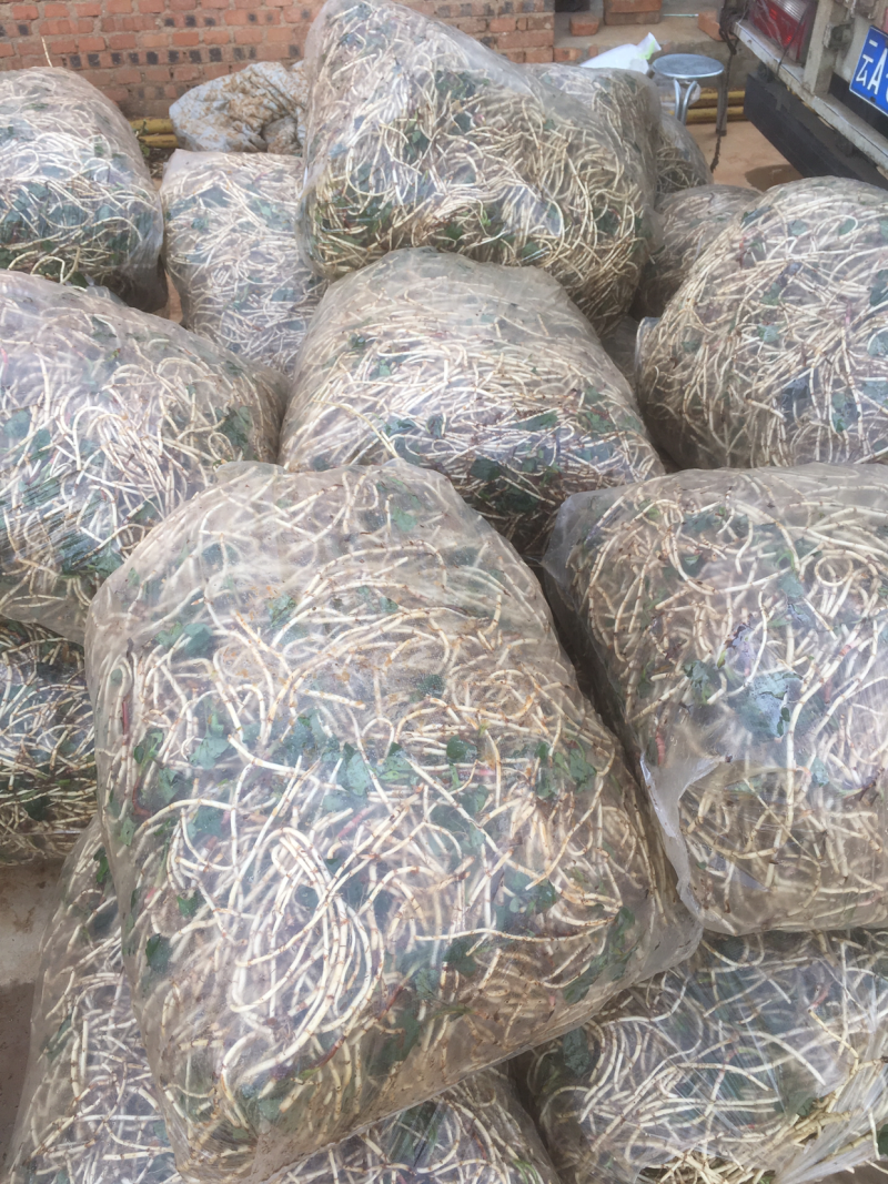 鱼腥草，白，嫩。质量保证，货源充足稳定，可长期和作