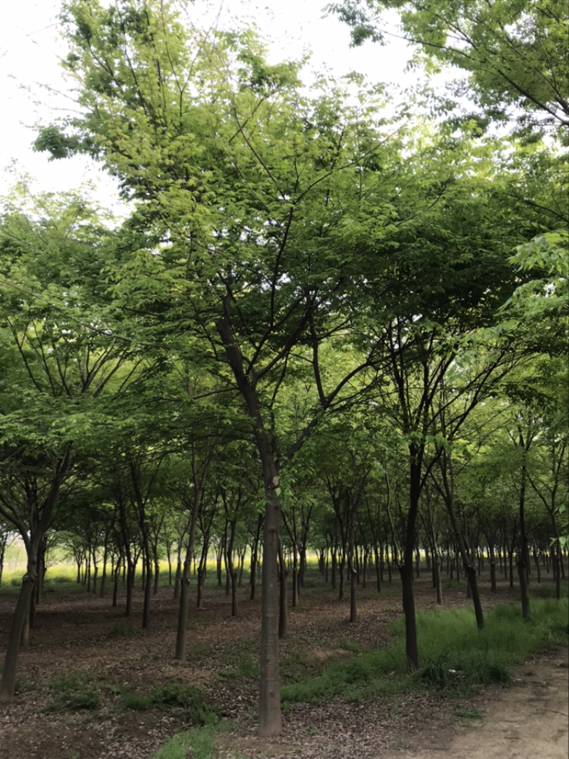 江苏精品榉树3一20公分苗圃基销规格齐全