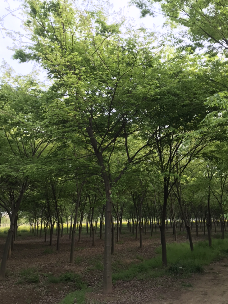 江苏精品榉树3一20公分苗圃基销规格齐全
