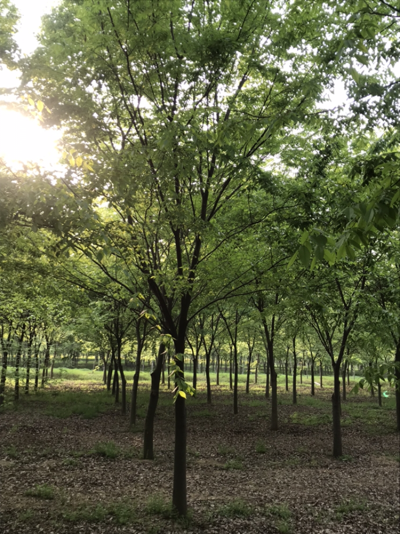 江苏精品榉树3一20公分苗圃基销规格齐全