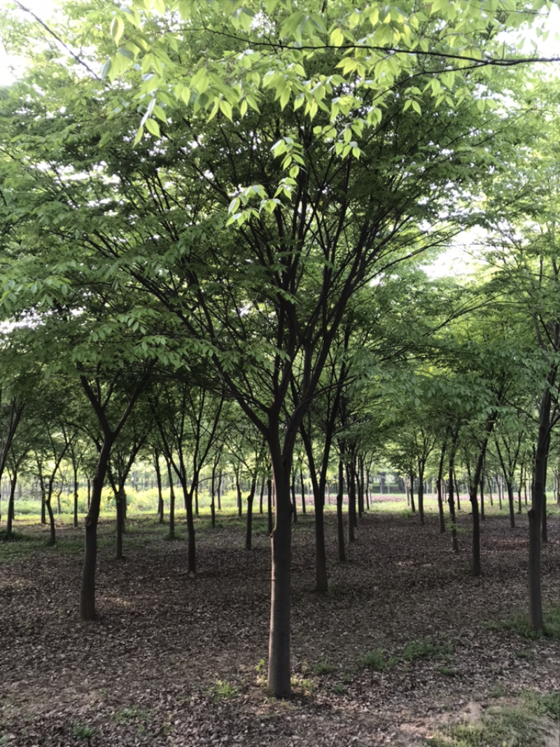 江苏精品榉树3一20公分苗圃基销规格齐全