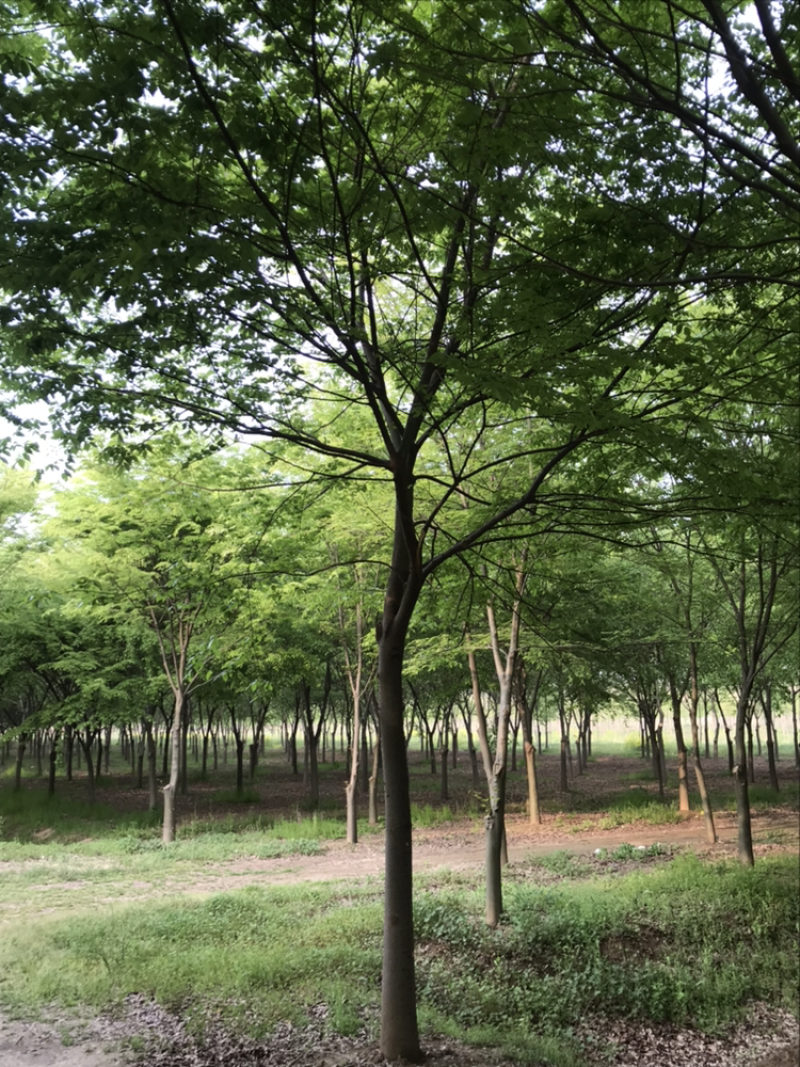 江苏精品榉树3一20公分苗圃基销规格齐全