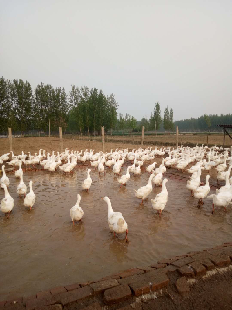 大三花鹅苗，鹅苗，肉鹅苗
