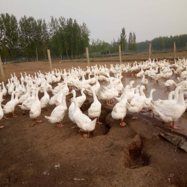 大三花鹅苗，鹅苗，肉鹅苗
