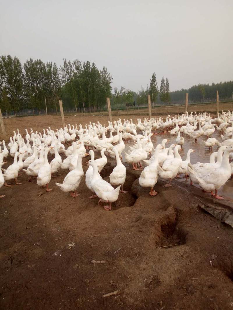 大三花鹅苗，鹅苗，肉鹅苗