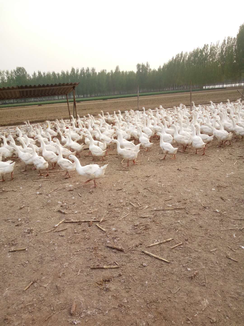 大三花鹅苗，鹅苗，肉鹅苗