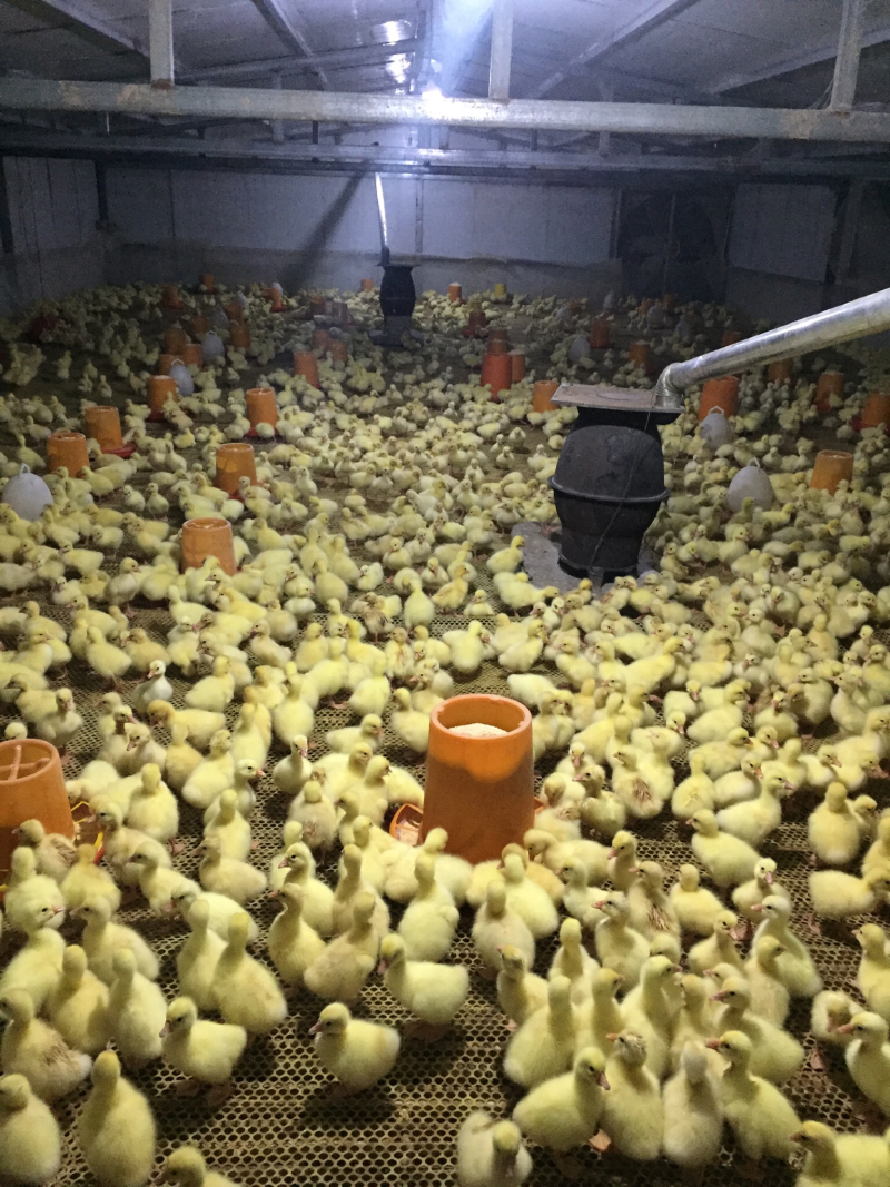 大三花鹅苗，鹅苗，肉鹅苗