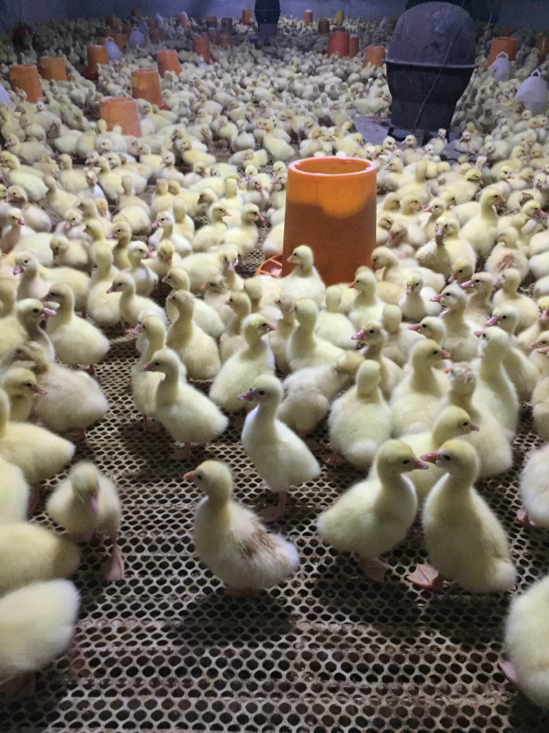 大三花鹅苗，鹅苗，肉鹅苗