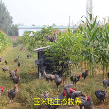 3−4斤的土鸡，