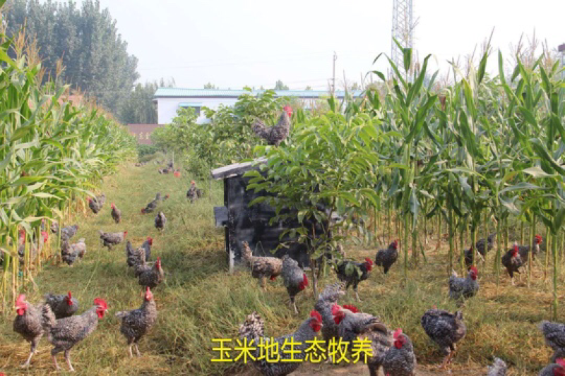 3−4斤的土鸡，