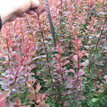 江苏优质红叶小劈高度30到60公分工程用苗
