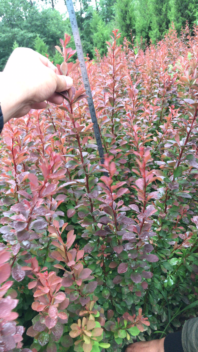 江苏优质红叶小劈高度30到60公分工程用苗