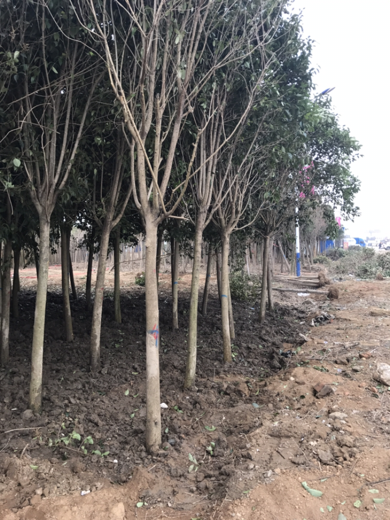基地直销高杆女贞大叶女贞规格2到15公分代发全国
