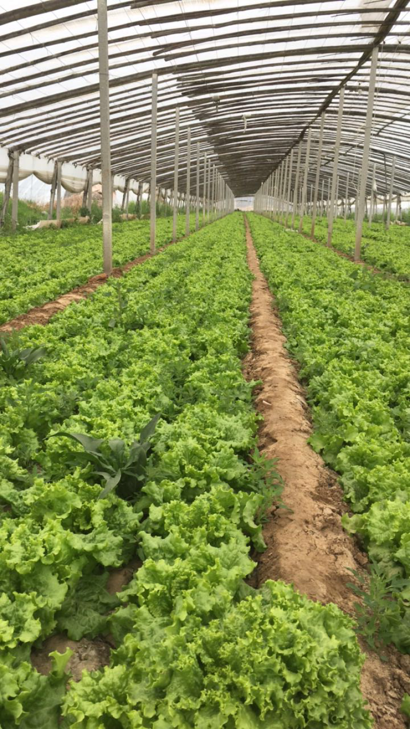 美国大速生生菜大量上市