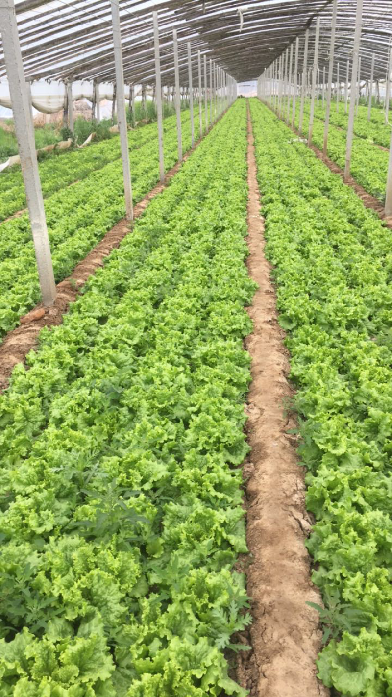美国大速生生菜大量上市