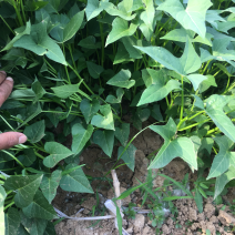 红薯苗商薯19龙九西瓜红大量出售