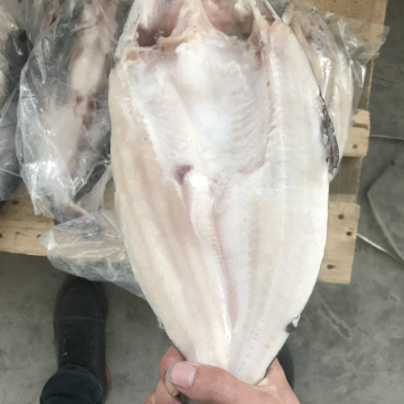 巴沙鱼
