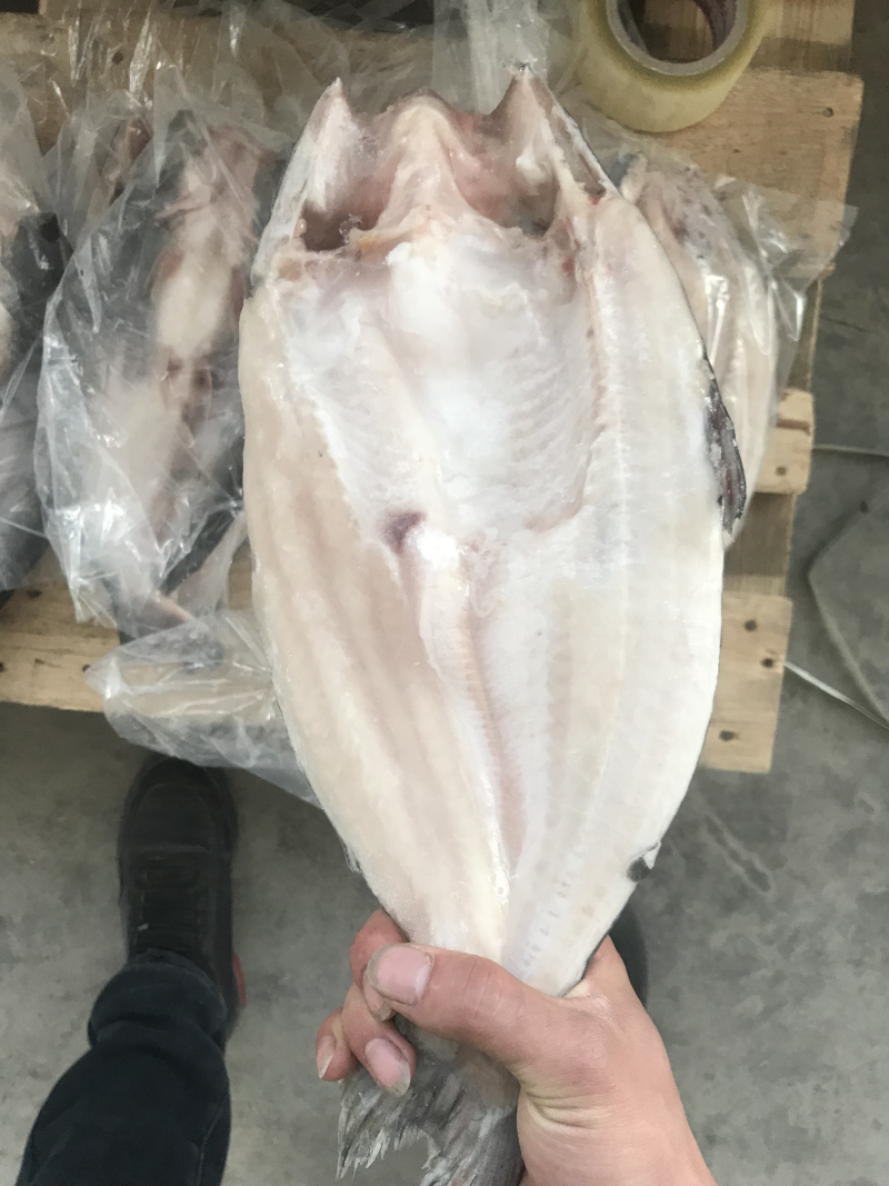 巴沙鱼
