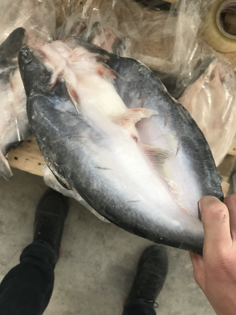 巴沙鱼