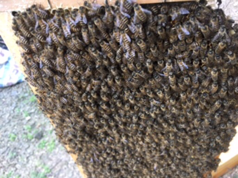 昆虫类