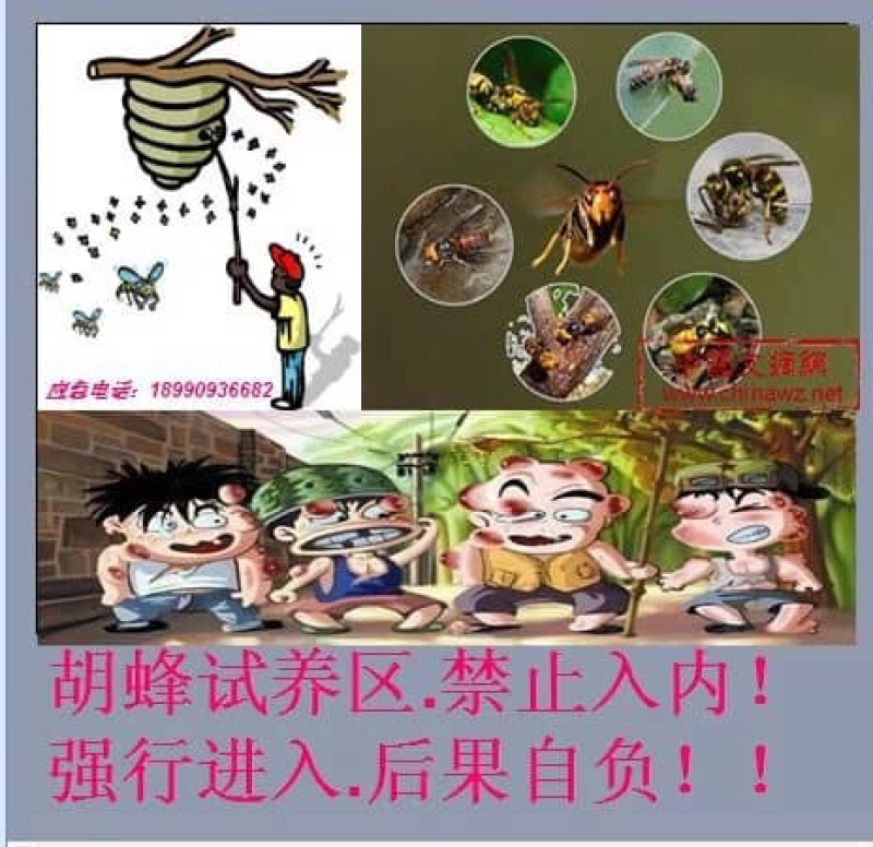 昆虫类