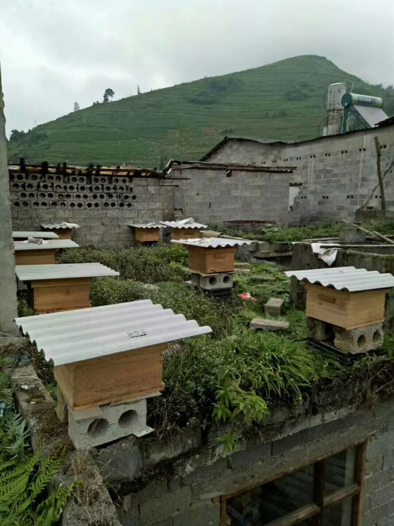 昆虫类