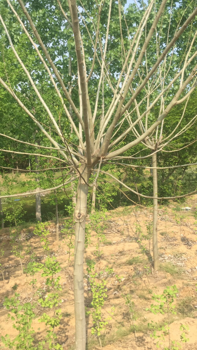 合欢树