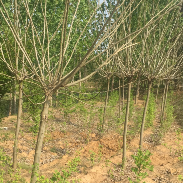 合欢树