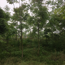 2一10公分栾树