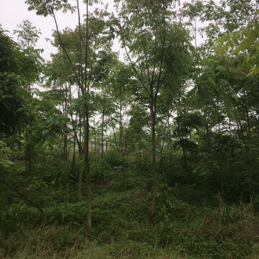 2一10公分栾树