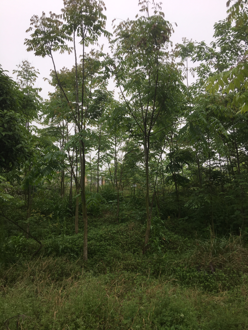 2一10公分栾树