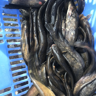 纯野生土鲶鱼