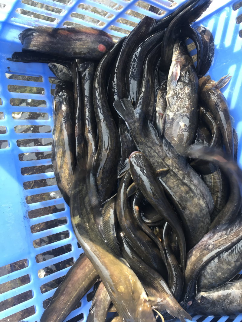 纯野生土鲶鱼
