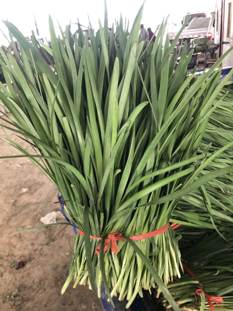 韭菜