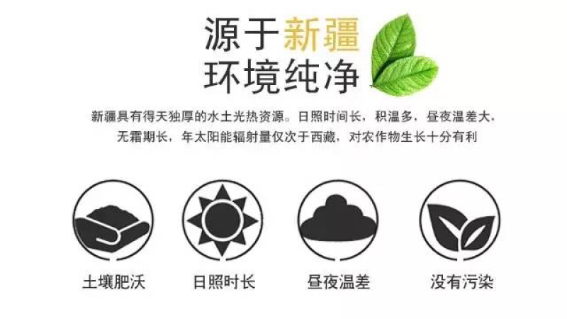 新疆库车小白杏果园直供现摘现发4斤装55元