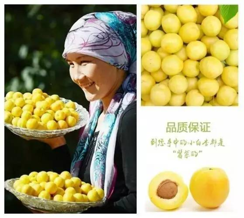 新疆库车小白杏果园直供现摘现发4斤装55元