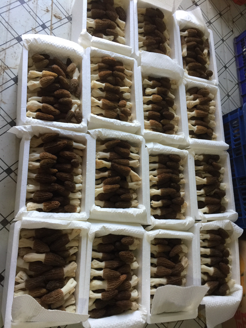 2021年青藏高原羊肚菌鲜品