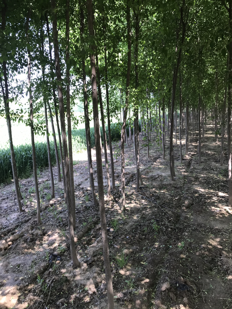 丝棉木