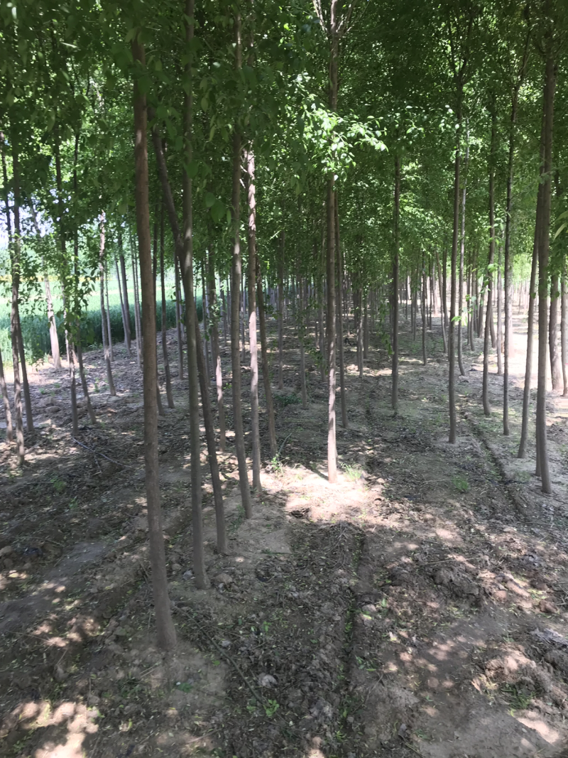 丝棉木