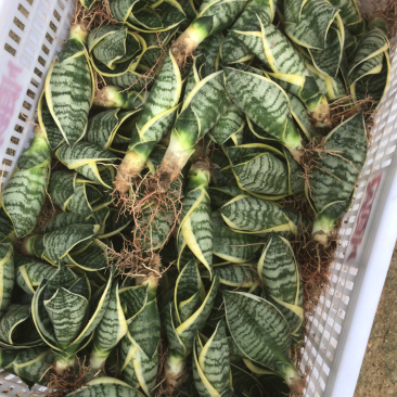多肉，基地价，虎皮兰，吸收甲醛，净化空气，小盆栽