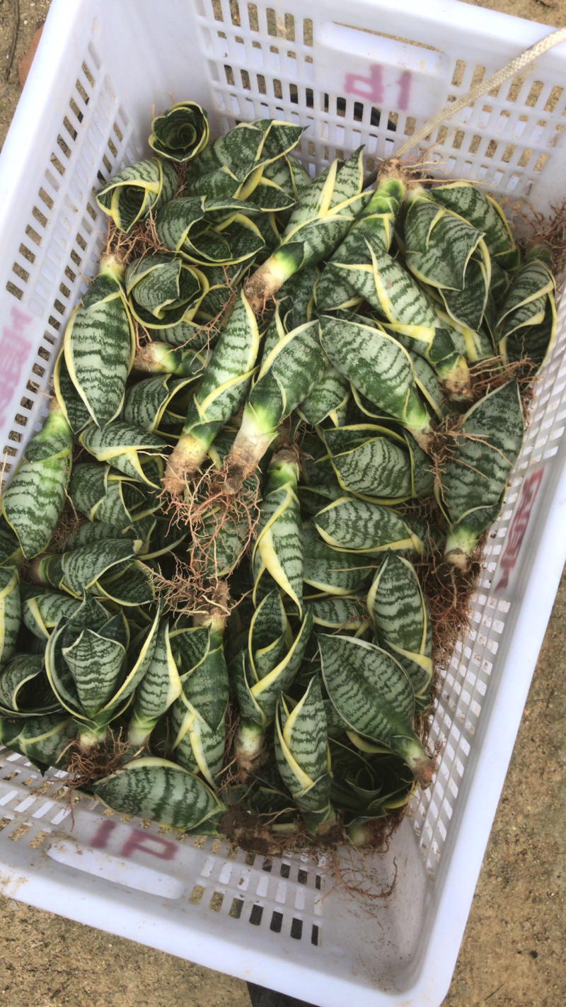 多肉，基地价，虎皮兰，吸收甲醛，净化空气，小盆栽