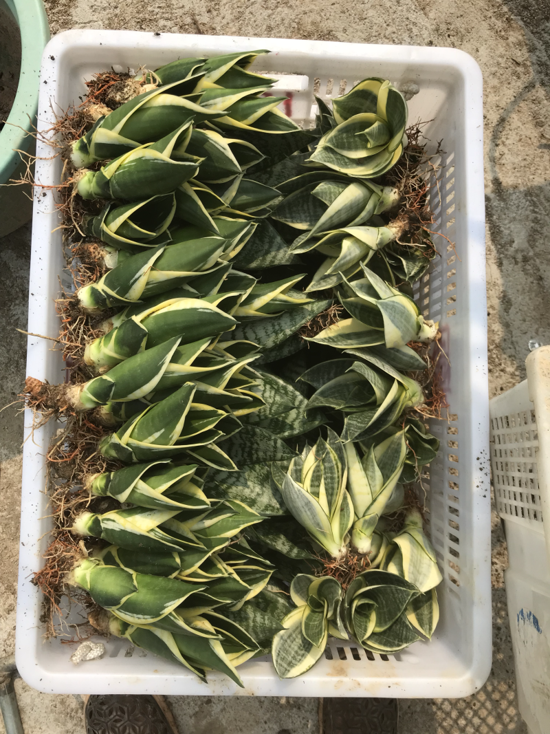 多肉，基地价，虎皮兰，吸收甲醛，净化空气，小盆栽